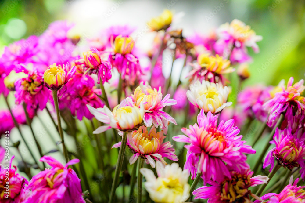 Chrysanthemum flowers in the garden Chrysanthemum flowers in the garden