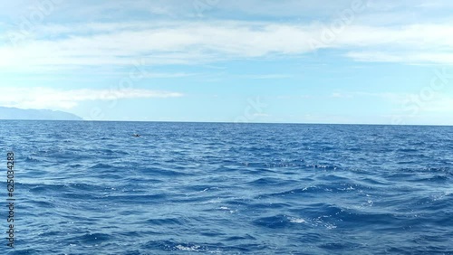 Blue sea with Common bottlenose dolphin jumping on distance out of water surface
