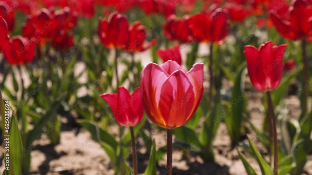 Pink Tulip flowers blooming in the garden field landscape. Beautiful spring garden with many red tulips outdoors. Blooming floral park in sunrise light. Stripped tulips growing in flourish meadow Pink Tulip flowers blooming in the garden field landscape. Beautiful spring garden with many red tulips outdoors. Blooming floral park in sunrise light. Stripped tulips growing in flourish meadow