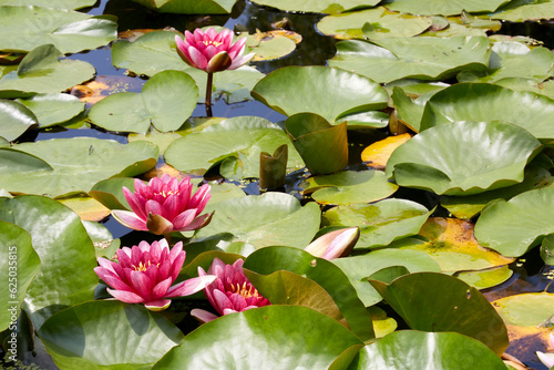 Light red waterlily (スイレン) blooming in a pond in early summer when Lurid Damselflies are dancing.
