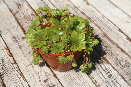 rojnik Gelber Stern Sempervivum