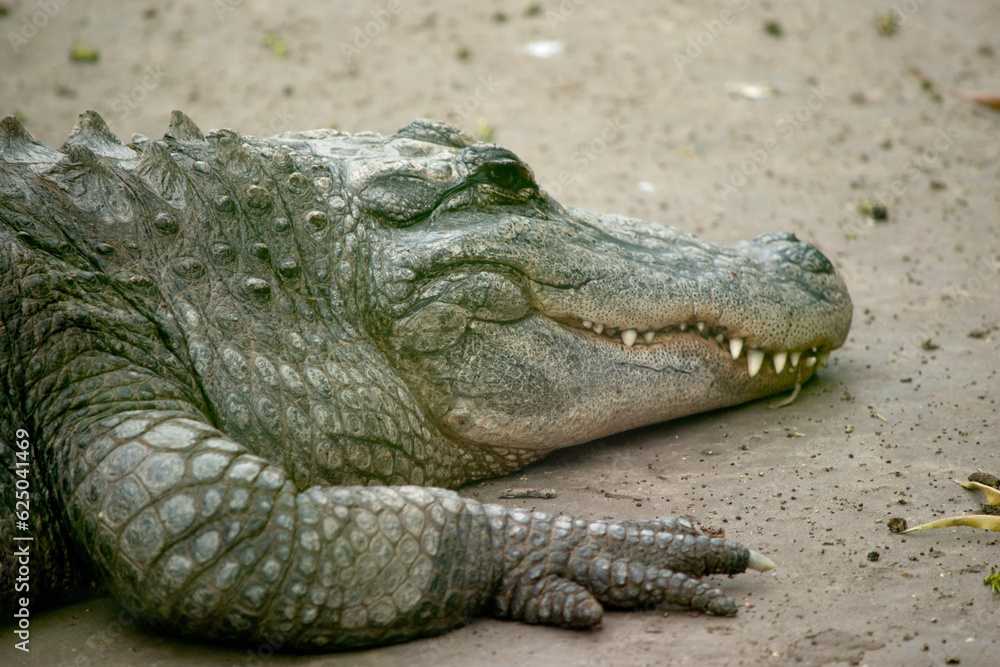 Alligators have a long, rounded snout that has upward facing nostrils at the end. Alligators have a long, rounded snout that has upward facing nostrils at the end. Alligators have a long, rounded snout that has upward facing nostrils at the end. Alligators have a long, rounded snout that has upward facing nostrils at the end.