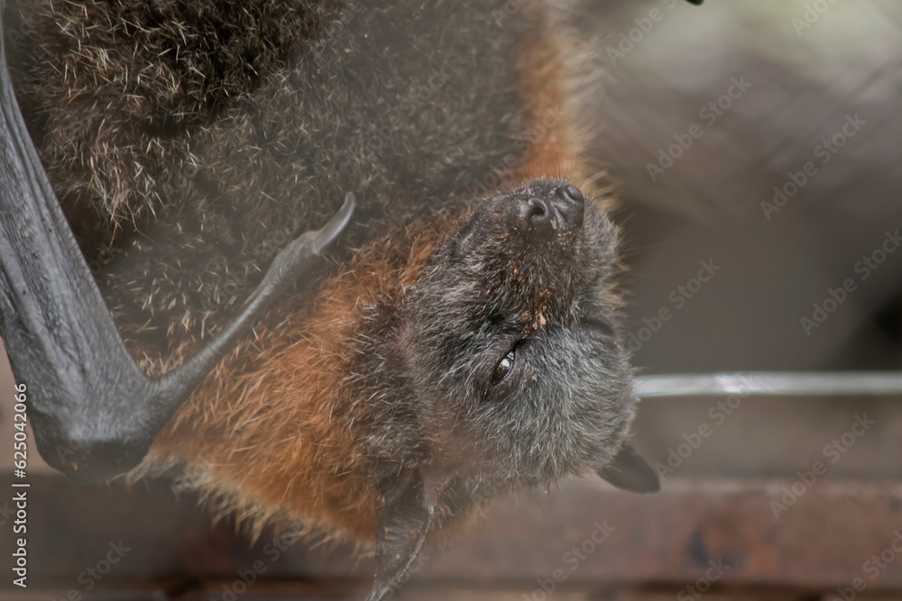 Bats are the only mammals that can fly. Instead of arms or hands, they