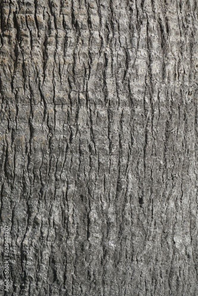 Plant stem. Palm bark texture. Vertical shot. Background. Plant stem. Palm bark texture. Vertical shot. Background.