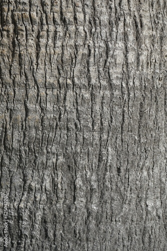 Plant stem. Palm bark texture. Vertical shot. Background.