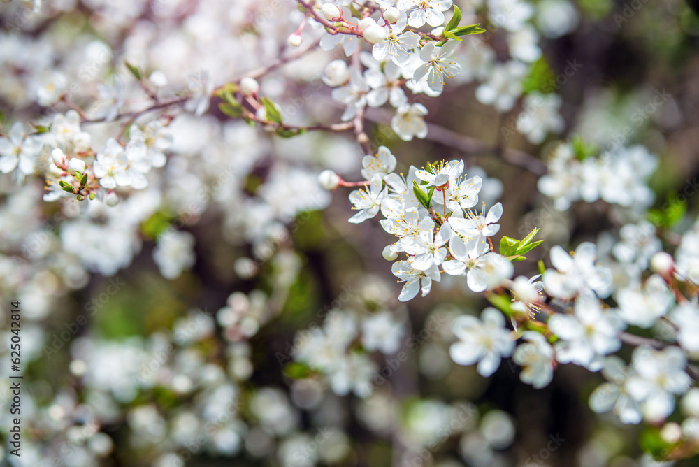 Cherry blossom branch in the garden in spring
