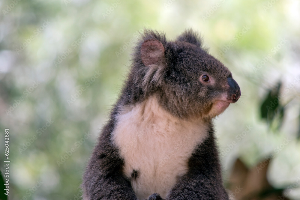 Naklejka premium this is a close up of a koala looking sideways