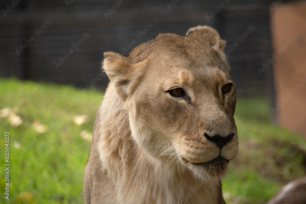 Being smaller and lighter than males, lionesses are more agile and faster. During hunting, smaller females chase the prey toward the center of the hunting group Being smaller and lighter than males, lionesses are more agile and faster. During hunting, smaller females chase the prey toward the center of the hunting group
