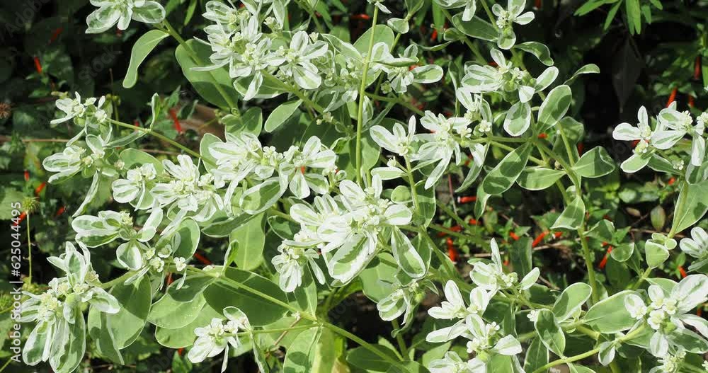 euphorbia-marginata-arbuste-d-euphorbe-panach-feuilles-ovales