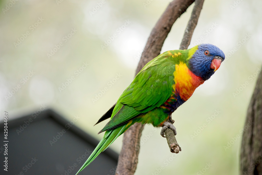 the rainbow lorikeet is perched on a small branch the rainbow lorikeet is perched on a small branch