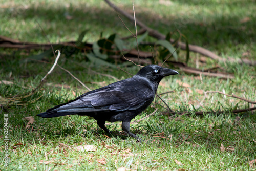 this is a side view of an Australian raven walking on grass