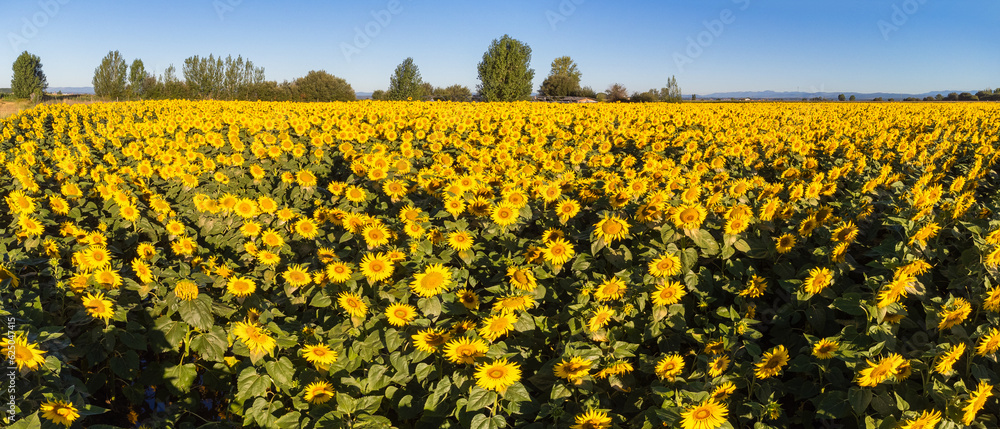 A field of Sunflowers early morning