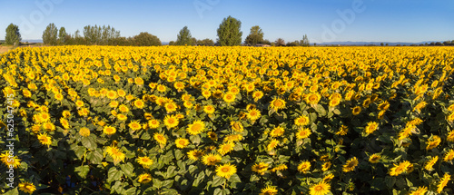 Obraz na płótnie A field of Sunflowers early morning w salonie