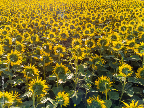 The Back of Sunflowers against the sunlight