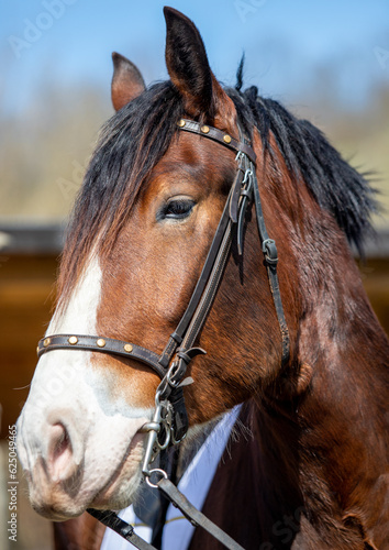 Close-up portrait of a horse. © Prikhodko