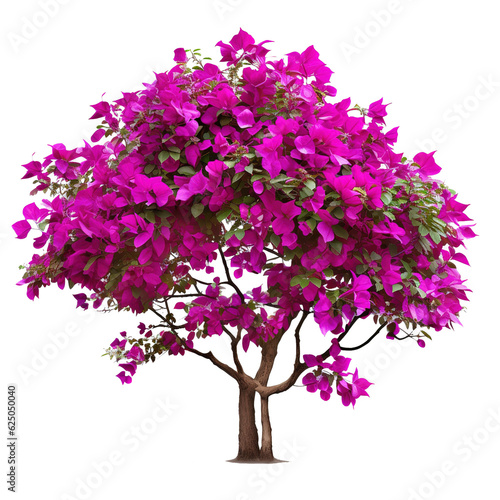Large flowering spreading shrub of purple Bougainvillea (paper flower) tropical flower climber vine landscape plant isolated on white background, clipping path included. photo