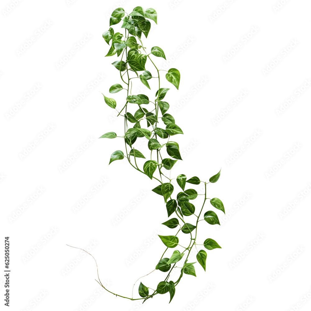 Twisted jungle vines climbing plant isolated on white background with clipping path. - obrazy, fototapety, plakaty 