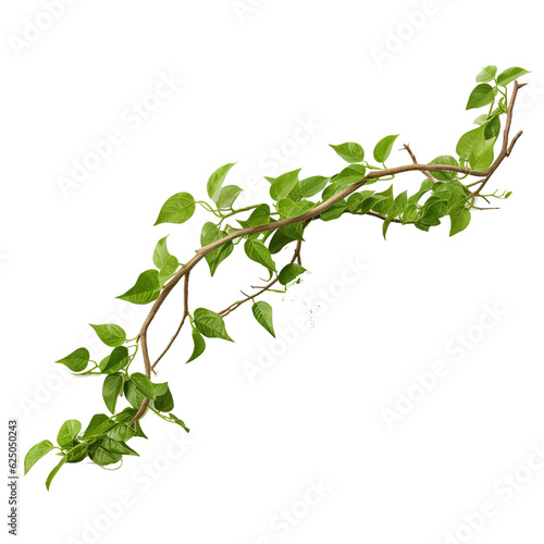 Fototapete Twisted wild liana jungle vines plant isolated on white background, clipping path included