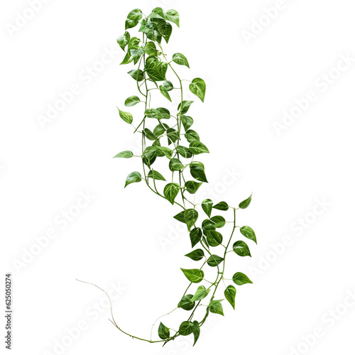Twisted jungle vines climbing plant isolated on white background with clipping path.