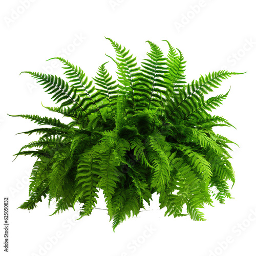 Green leaves tropical foliage plant bush of cascading Fishtail fern or forked giant sword fern photo