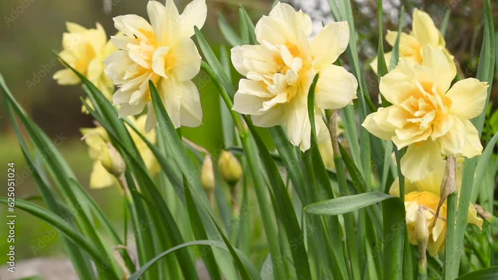 yellow daffodils in the garden on a sunny day yellow daffodils in the garden on a sunny day