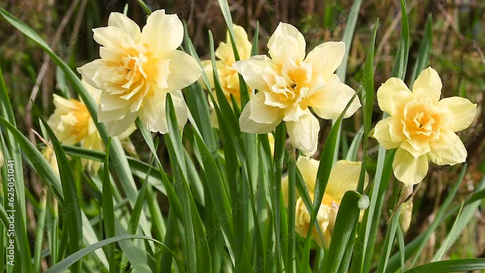 yellow daffodils sway slowly in the wind in the garden on a sunny day yellow daffodils sway slowly in the wind in the garden on a sunny day
