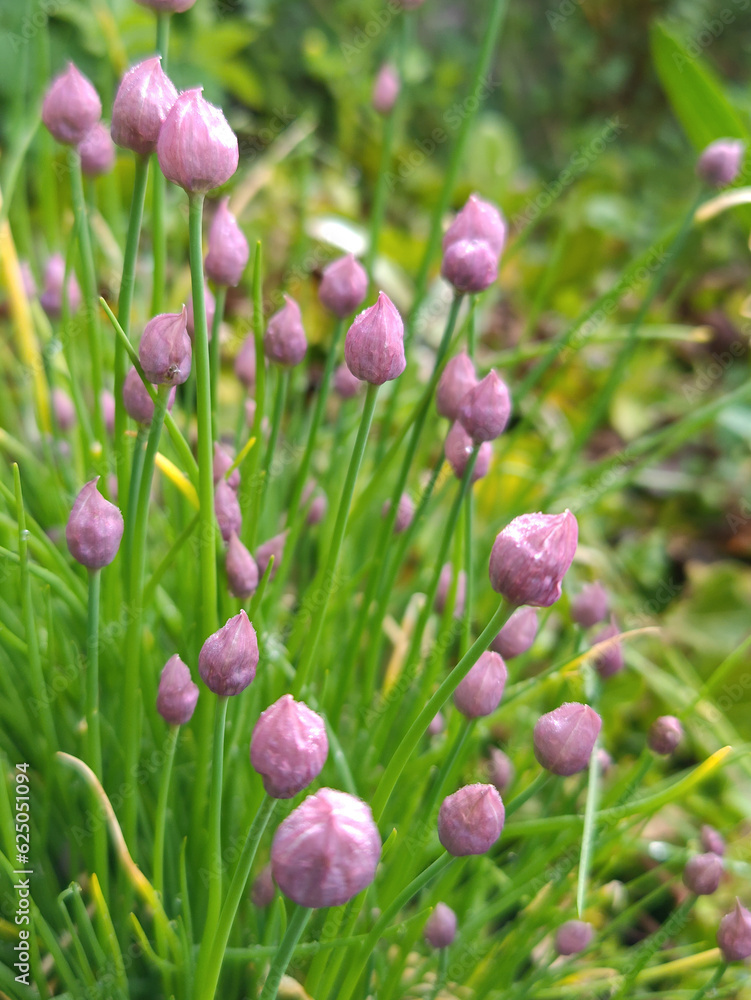 Chives or Allium Schoenoprasum in bloom with purple violet flowers and