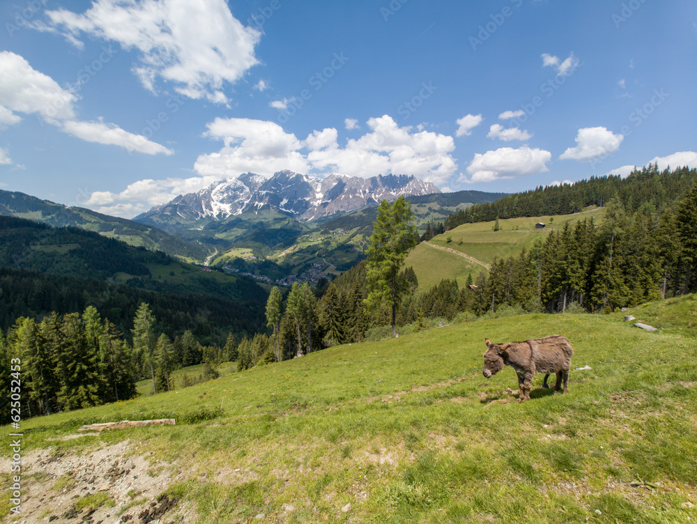 Alps and Alpine Landscape at Muehlbach am Hochkoenig in Summer Austria Europe