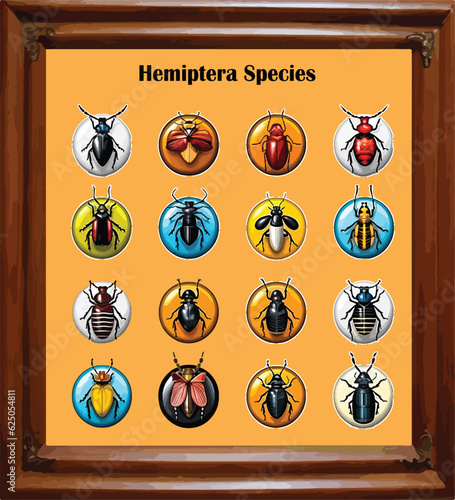 Vector for insect hemiptera species with wood frame