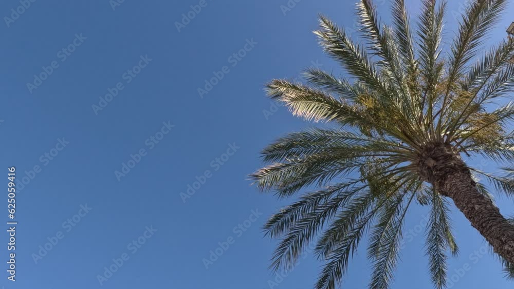 Palm leaves against blue sky. Palm trees and blue sky with copy space. Slow motion Palm leaves against blue sky. Palm trees and blue sky with copy space. Slow motion