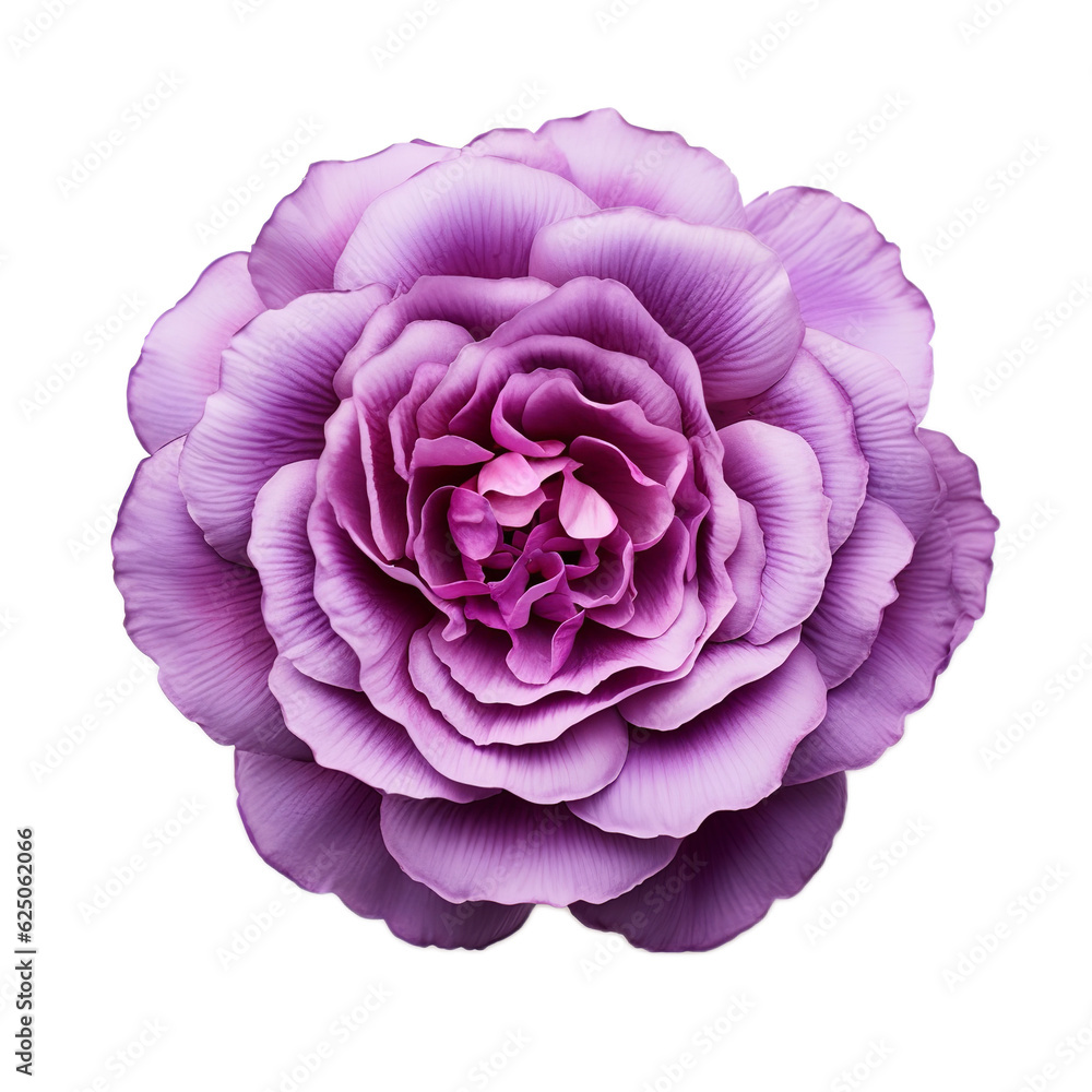 flower isolated on white background