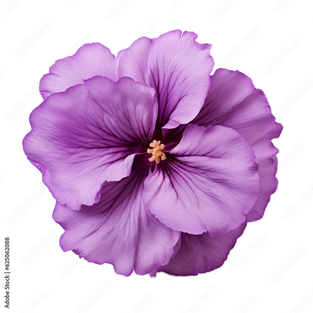 Obraz premium flower isolated on white background