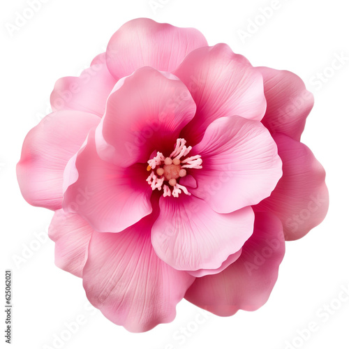 Canvastavla pink flower isolated on white