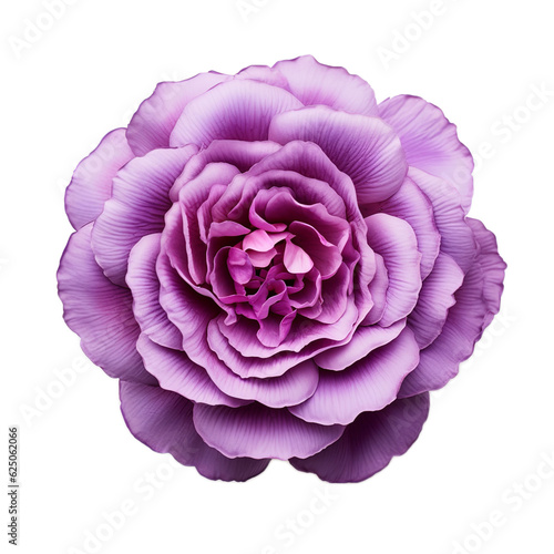 Obraz na płótnie flower isolated on white background w salonie