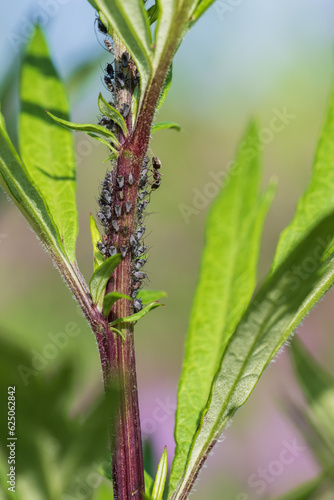 ants and aphids on the plant