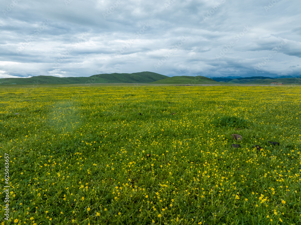 Aerial  view of beautiful high altitude grassland and flowers, China