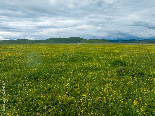 Aerial  view of beautiful high altitude grassland and flowers  China