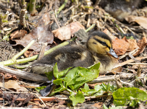 A duckling of mallard  Anas platyrhynchos  crouched on the ground 