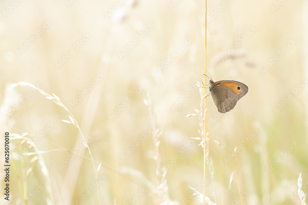 Ein großes Ochsenauge sitzt im Sommer an einem Grashalm in der Wiese, Schmetterling, Maniola jurtina