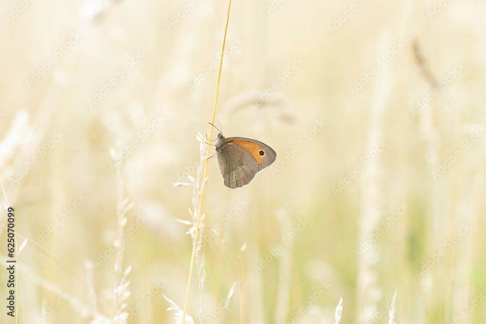 Ein großes Ochsenauge sitzt im Sommer an einem Grashalm in der Wiese, Schmetterling, Maniola jurtina