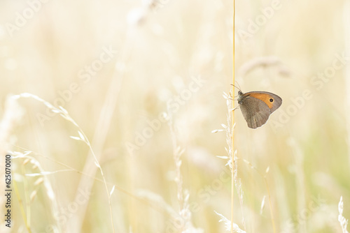 Ein großes Ochsenauge sitzt im Sommer an einem Grashalm in der Wiese, Schmetterling, Maniola jurtina