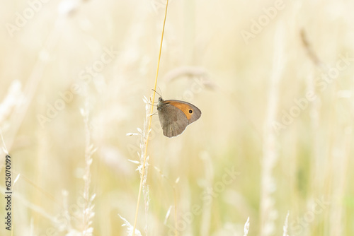 Ein großes Ochsenauge sitzt im Sommer an einem Grashalm in der Wiese, Schmetterling, Maniola jurtina