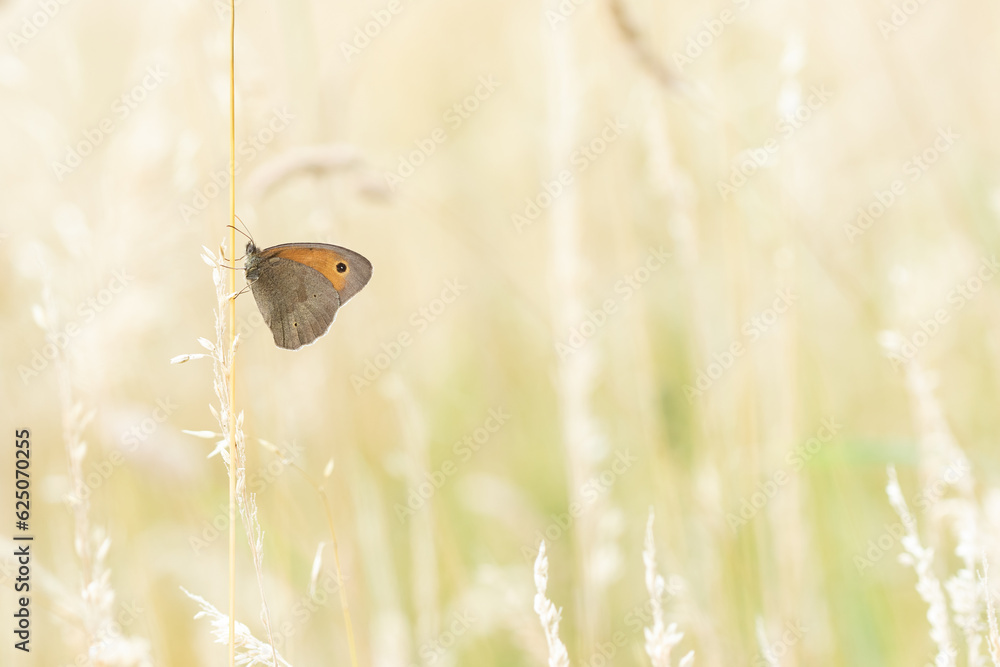 Schmetterling Großes Ochsenauge sitzt abends an einem Grashalm in der Wiese, Maniola jurtina