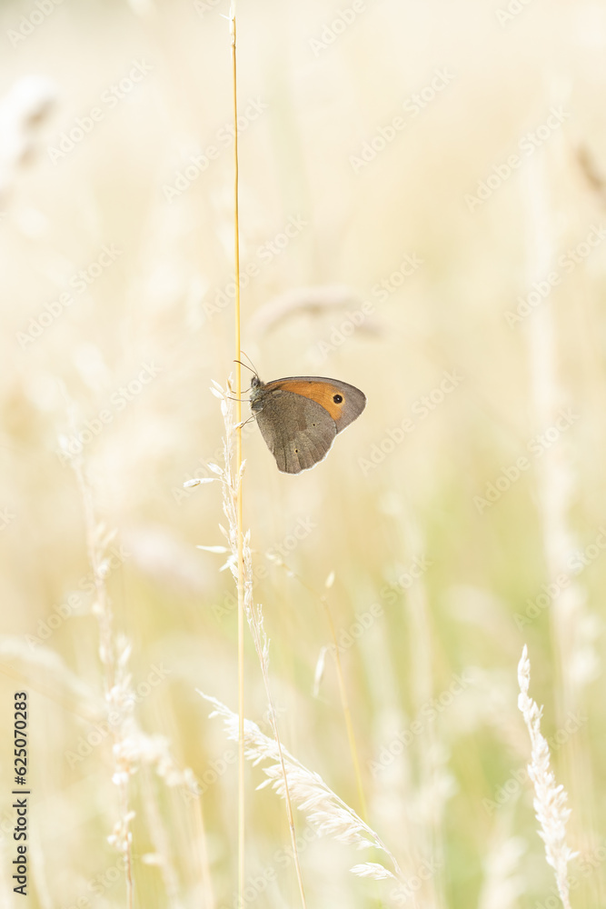 Schmetterling Großes Ochsenauge sitzt abends an einem Grashalm in der Wiese, Maniola jurtina