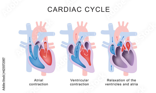 Obraz na płótnie Cardiac Cycle Phases: Systole and Diastole