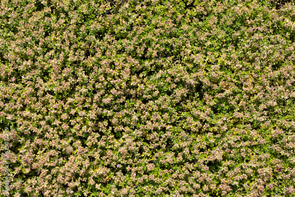 Background of green land plants Background of green land plants