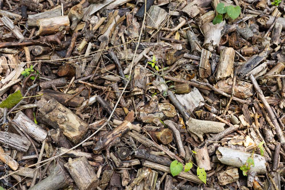 Pile of dry branches and sticks Pile of dry branches and sticks