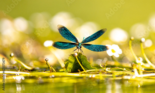 Dragon fly wings open