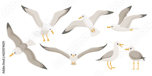 Flying seagulls. Bird in flight isolated on a white background. Soaring seabird. Vector illustration in a flat style.