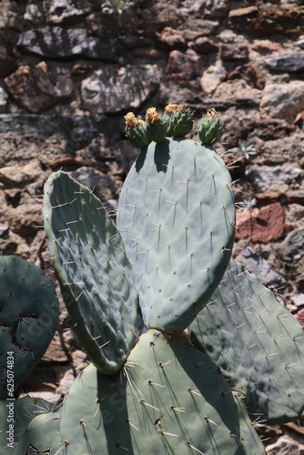 prickly pear cactus with yellow flowers photo